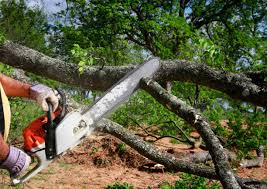 Best Tree Mulching  in Sheridan, AR